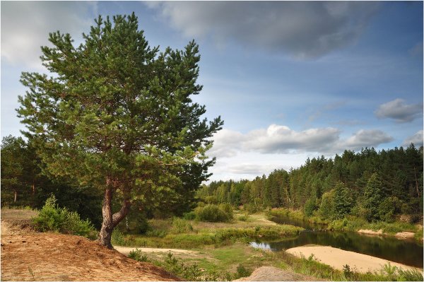 Сосновый Бор Костромская область