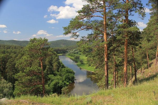 Сосновый лес Тамбов