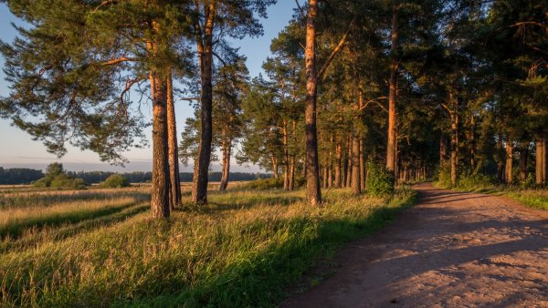 Лес Сосновый Бор Марий Эл