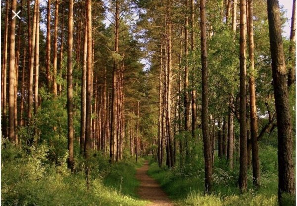 Сосновый Бор Карелия