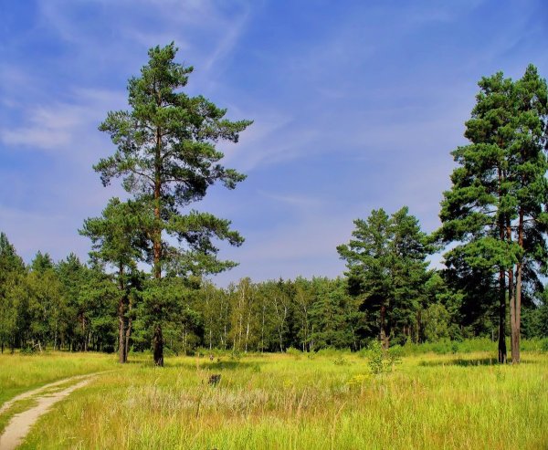 Сосна обыкновенная Караканский Бор