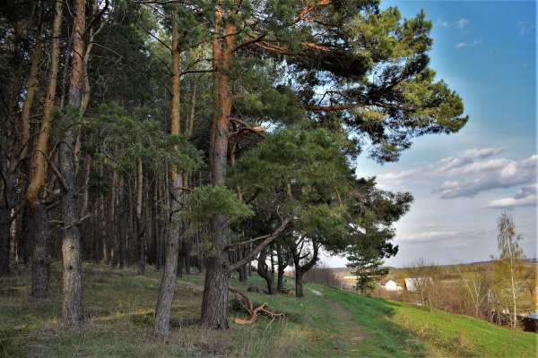 Битцевский лес сосны