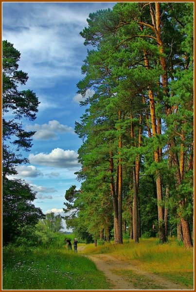 Лес Сосновый Бор Омск