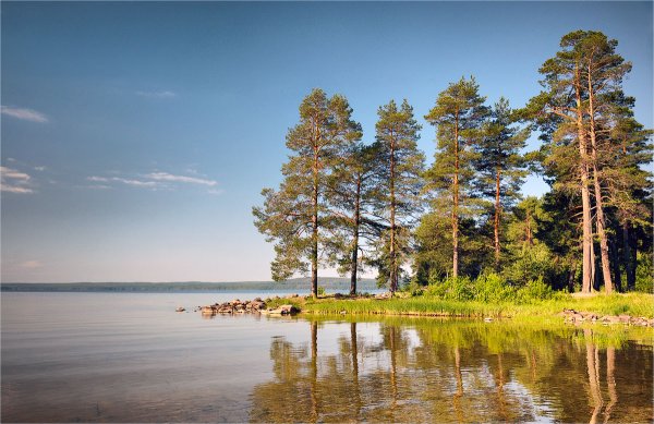 Сосновый лес Гридюкино