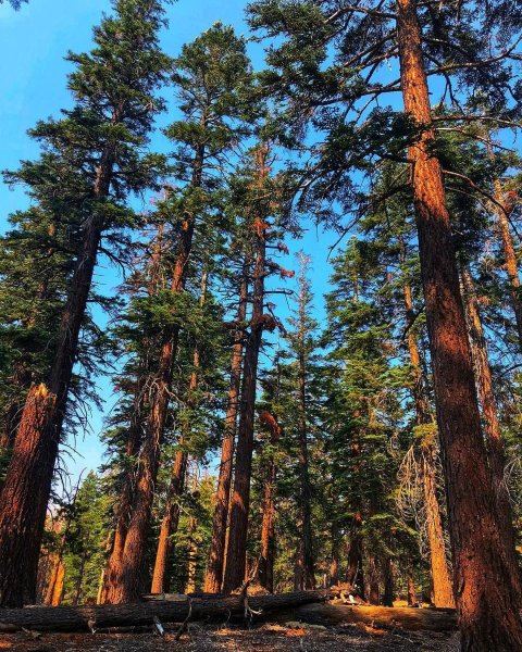 Сосновый Бор Костромская область лес