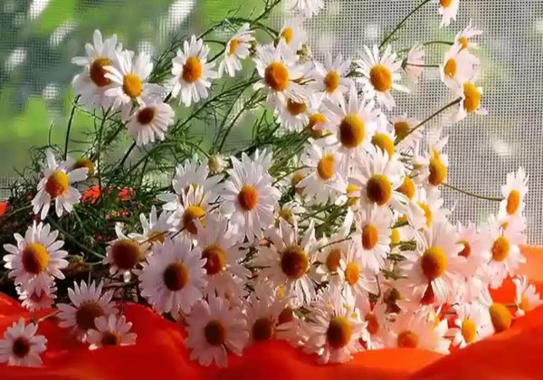 Летнего настроения картинки