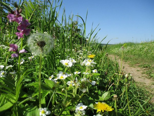 Радость жизни природа