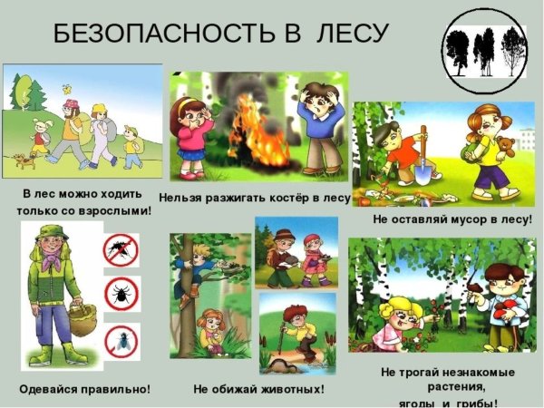 Безопасность поведения в лесу