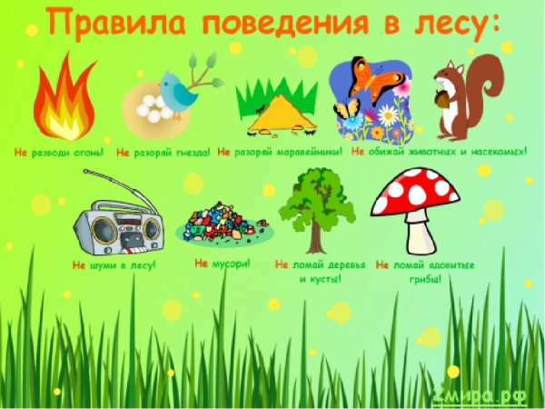 Правило рлвидение в лесу