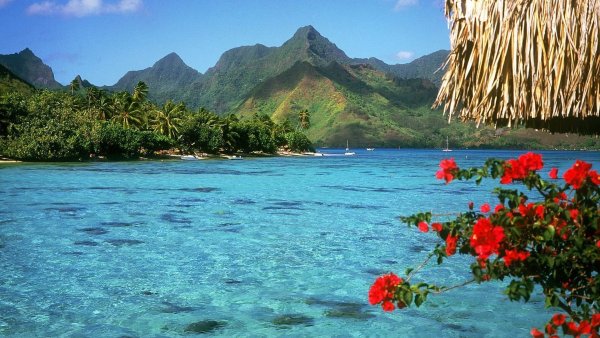 Пляж с пальмами