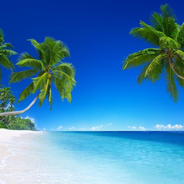 Пляж с пальмами