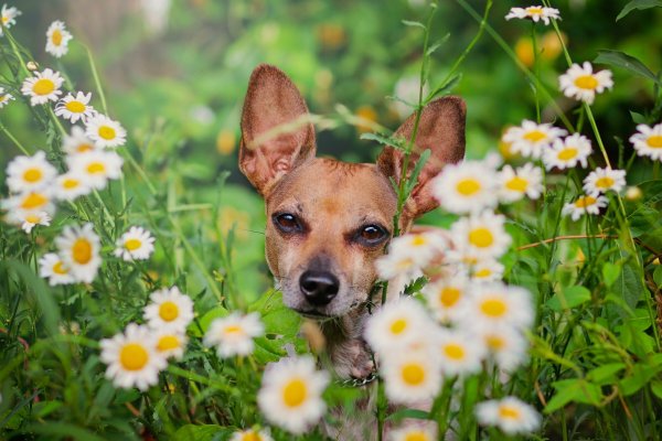 Лето с животными