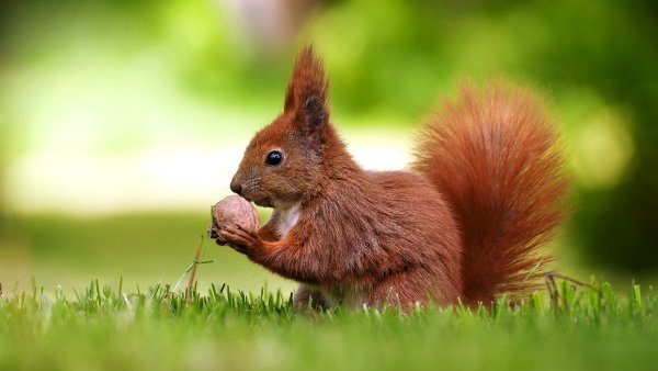 Природа и животные