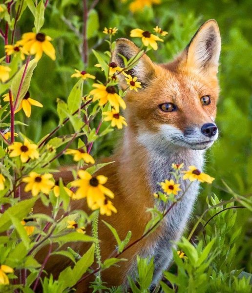 Лето животные