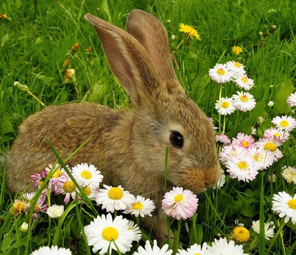 Пятнистый олень Оленята