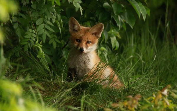 Лесные животные. Лето