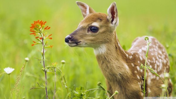 Природа с белками