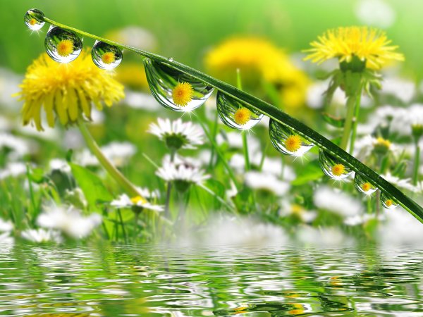 Поляна ромашек