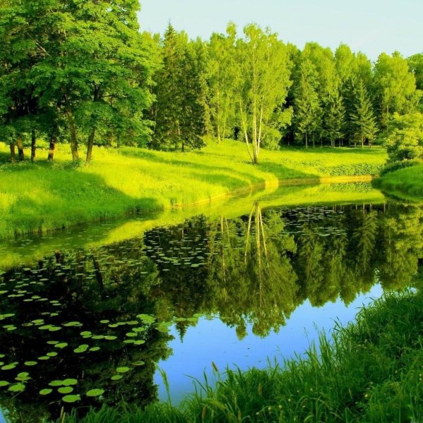 Дерево у реки