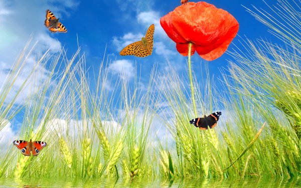 Картинки а4 для печати природа лето