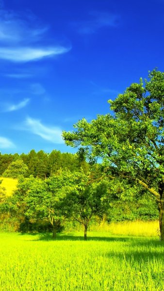 Баннер природа