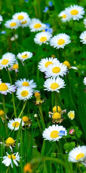 Пляж с пальмами