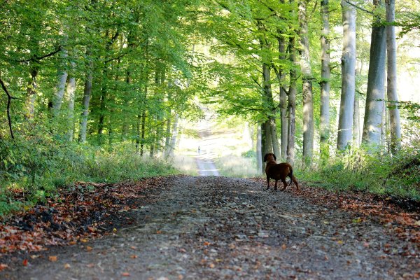 Прогулка в летнем лесу