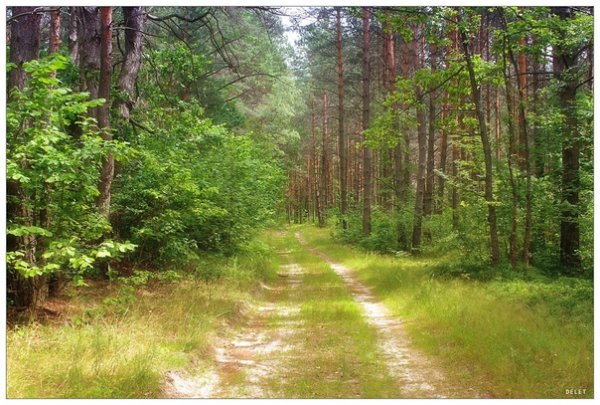 Прогулка по лесу летом