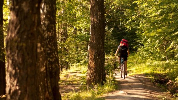 Путешествие по лесу