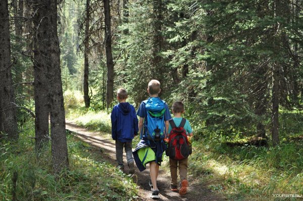Гулять в лесу