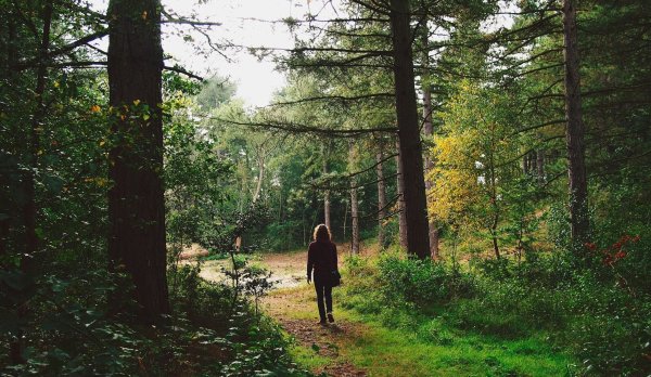 Дети собирают ягоды в лесу