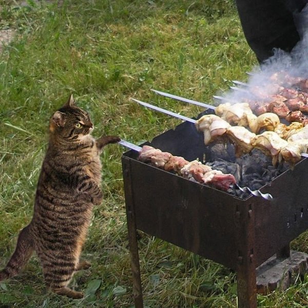 Шашлык юмор