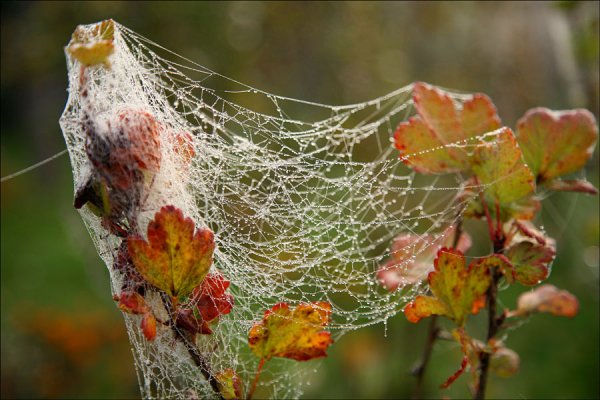 Паутинка осенью