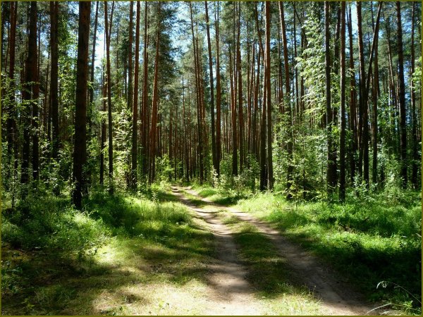 Сосновый Бор Челябинск