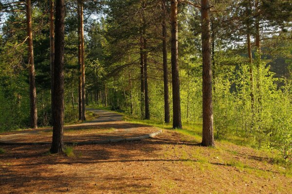 Сосновый Бор Балаково Подсосенки