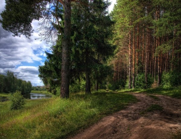 Сосновая роща Калуга
