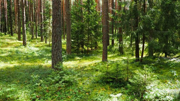 Сосновый Бор Костанай лес