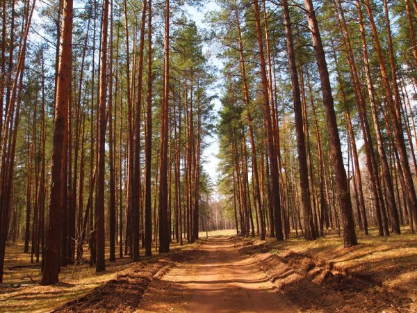 Лес Сосновый Бор Омск