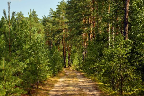 Природа Чувашии Сосновый Бор