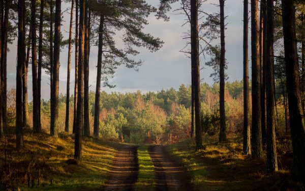 Сосновый Бор Ломоносовский район