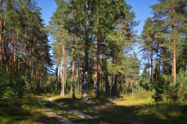 Реликтовый Сосновый Бор Петропавловка