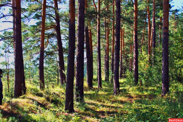 Сергей Кочнев Сосновый Бор