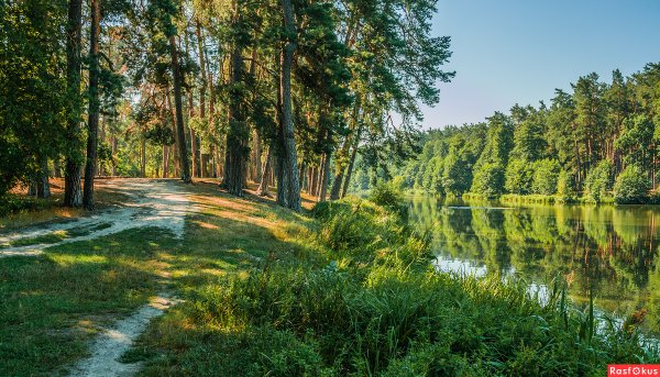 Графская сосна на Бору