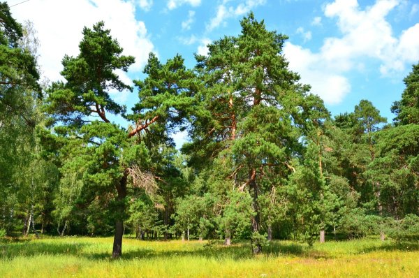 Московская область Сосновый Бор Сосновый Бор