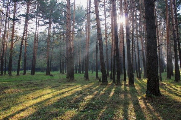 Сосновый лес Тамбов
