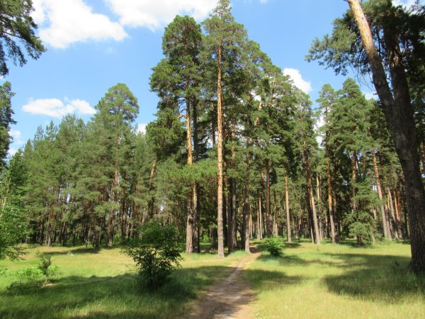 Хвойный,лес Бор Кострома