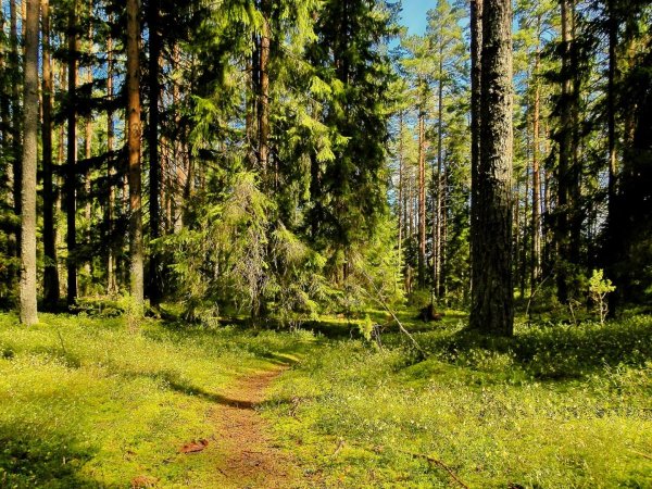 Река Угра Сосновый Бор