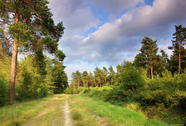 Сосны в Бору Кинешма