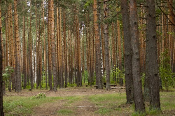 Иванишинская сосна