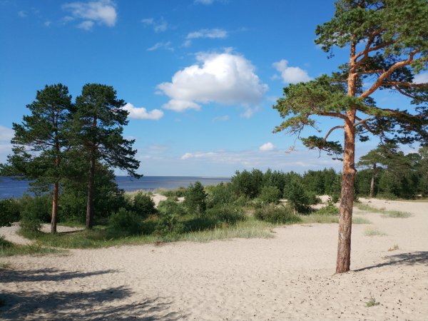 Сосновый Бор Ярославль лес